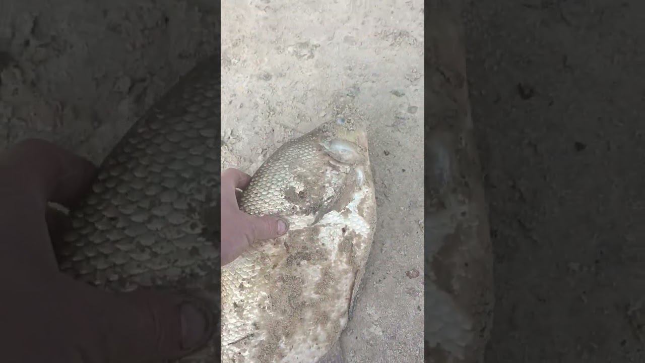 Лещ на сало. 2.165 кг смотреть онлайн