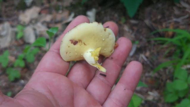 Maślak ziarnisty (Suillus granulatus) Jaworzno 25.06.2017 смотреть онлайн