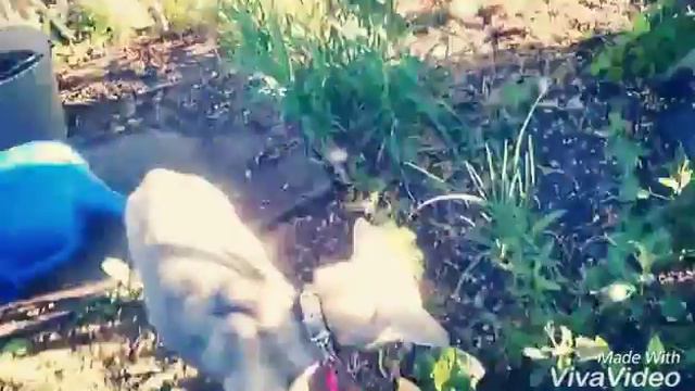 Маленький VLOG: прогулка с собакой во дворе♥ смотреть онлайн