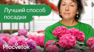 Как посадить ГОРТЕНЗИЮ БЕЗ ОШИБОК? Пошаговое руководство для крепких кустов и пышного цветения