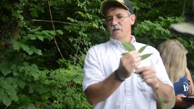 Acer negundo смотреть онлайн