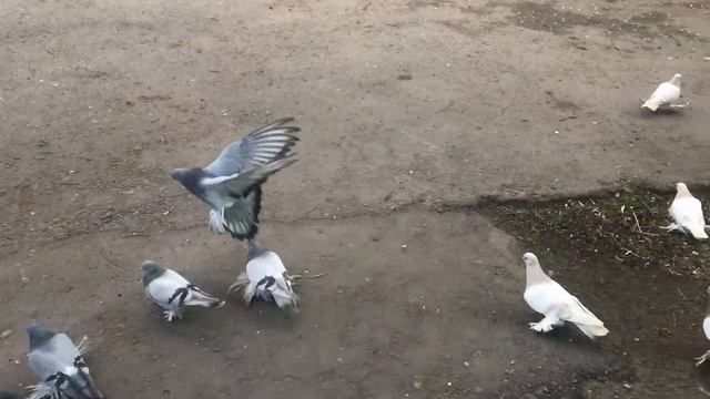 Бойные Голуби? Красота моих Поясных Голубей #бойныеголуби #голуби #pigeon #tbilisi #georgia #animal смотреть онлайн