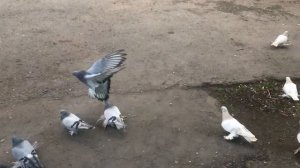 Бойные Голуби? Красота моих Поясных Голубей #бойныеголуби #голуби #pigeon #tbilisi #georgia #animal