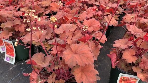 Heuchera 'Rio' //⚡️BRILLIANT, RICH, Warming, Ever-Changing Foliage Color - Easy All Season Long!