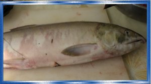 Правильная заморозка рыбы на длительное хранение, Как сохранить свежесть рыбы в заморозке долго,