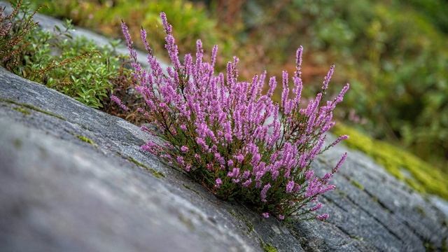 Вереск. Выращивание вереска. Особенности ухода. Вредители и заболевания. Размножение вереска.