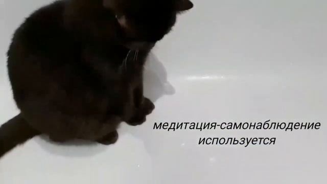 Практика созерцания / Кот-буддист смотреть онлайн