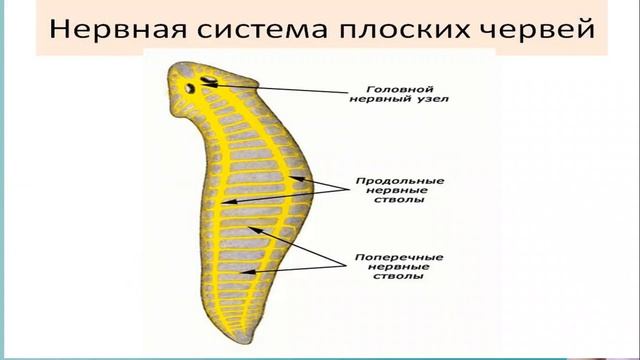 Тип Плоские черви смотреть онлайн