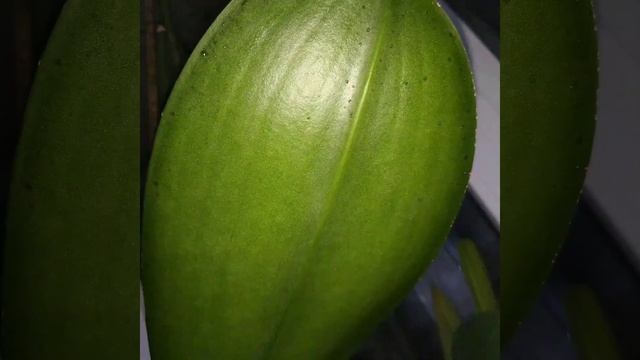 Орхидеи с липкими каплями. Проблемы и решение ниже в описании ? #орхидея смотреть онлайн