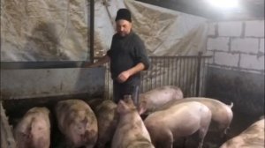 3 месяца откорма свиней. Горох. Свиноводство.