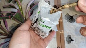 Размножение кордилины путем черенкования. Мой способ укоренения черенков.