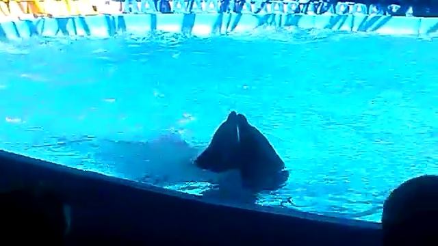 Вальс дельфинов #5. смотреть онлайн