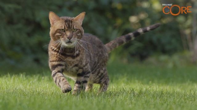 Wellness Core для кошек смотреть онлайн