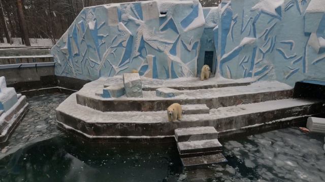 Белые медведи - самые дружелюбные среди всех медведей. Новосибирский зоопарк смотреть онлайн
