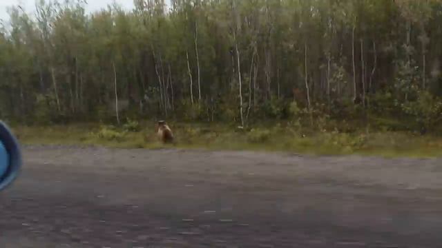 Медведь в Мурманске:-) смотреть онлайн