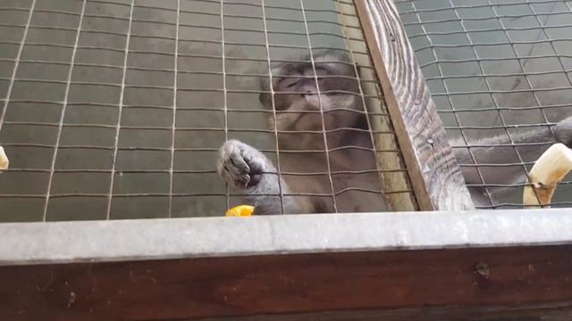 Бесплатный зоопарк в Германии смотреть онлайн