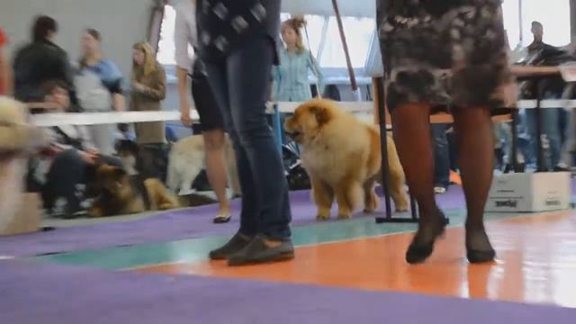 выставка собак 2017 Пенза Эрик BOB смотреть онлайн