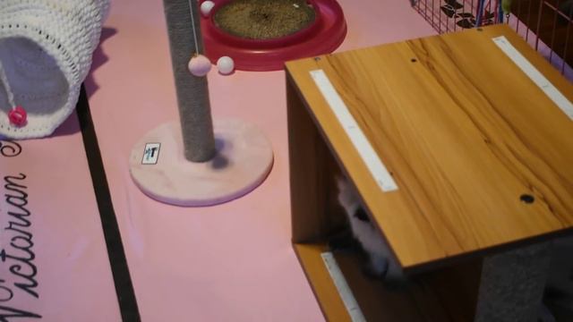 Our Spring 2019 Persian And Himalayan Kittens Are Growing Up
