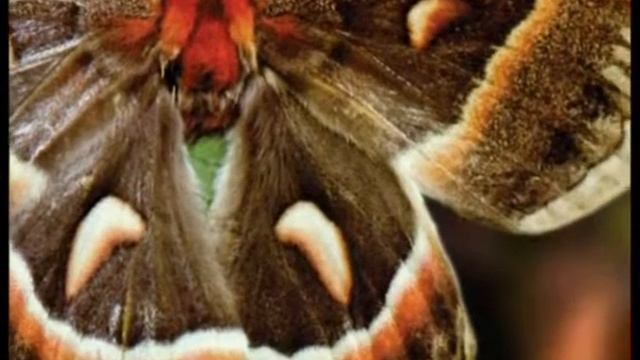 ИСКУССТВО КАМУФЛЯЖА И ИНТЕЛЛЕКТУАЛЬНОЕ ПОВЕДЕНИЕ ЖИВОТНЫХ - FULL смотреть онлайн