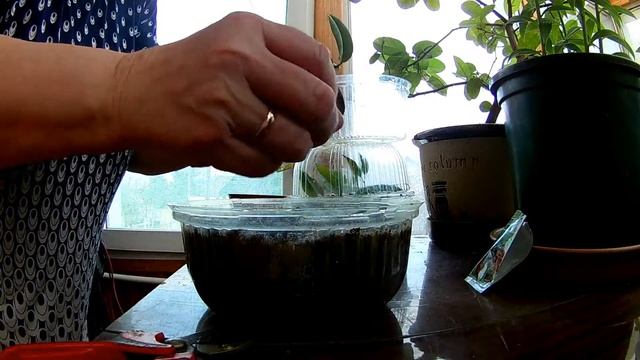 Черенкование лимона. смотреть онлайн