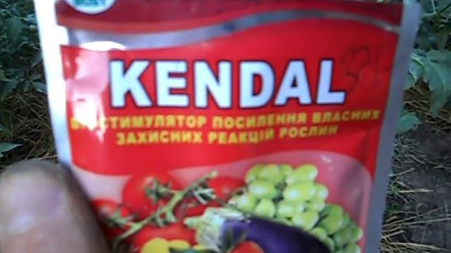 Фитофтора. Средства борьбы с фитофторой на томатах. Биопрепарат KENDAL смотреть онлайн