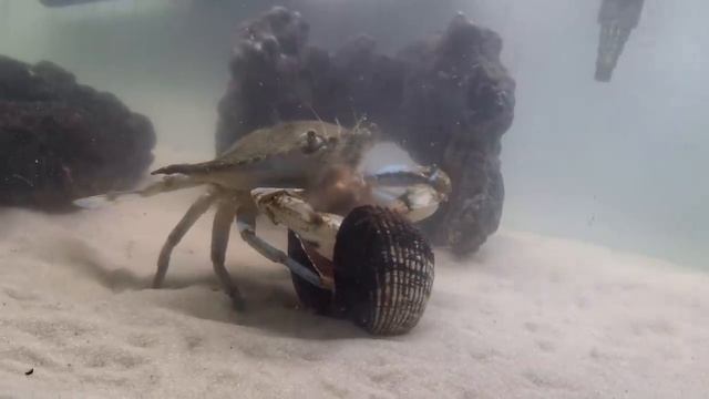 Вот как КРАБЫ едят КРОВАВЫХ моллюсков. смотреть онлайн