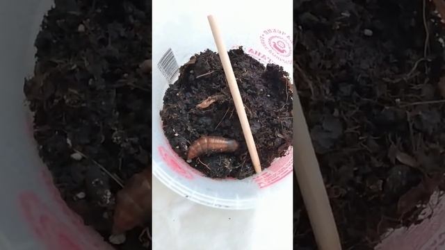 Винный бражник. Часть 4. Успешная зимовка. смотреть онлайн
