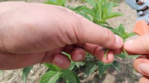 Обрезка метельчатой гортензии летом - нормирование. Черенкование побегов 🌿