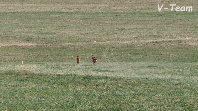 Фараонова собака REEDLY ROAD QUE TAL (К) - REEDLY ROAD QUIDDITCH (Б). CACIL - ЧР, Суханово - 2019. смотреть онлайн