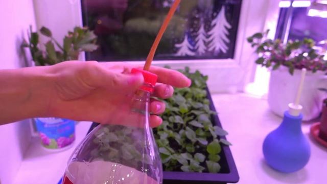 Как сделать лейку для рассады своими руками. смотреть онлайн