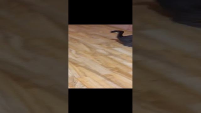 Моя кошка в 2 часа ночи :)