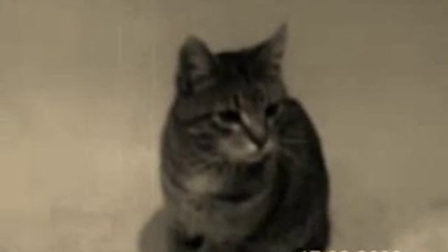Серая кошка в ванной / Grey cat in bathroom смотреть онлайн
