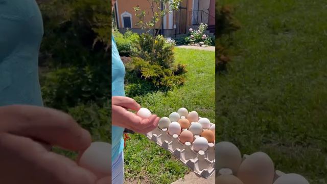 ЯЙЦА КАК НА ПАСХУ! смотреть онлайн