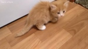 Первый день котенка на новом месте. Котёнок в доме