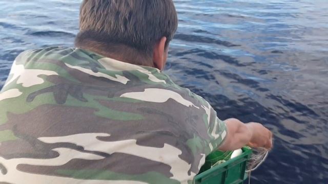 Ряжовая сеть сороковка смотреть онлайн