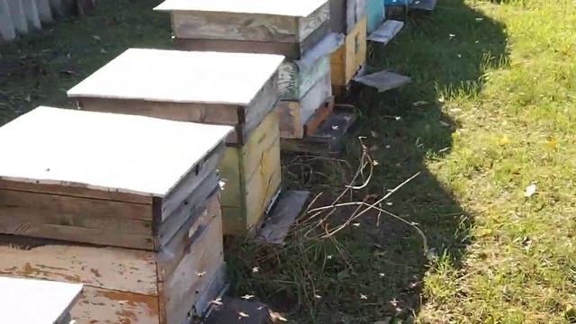 Поливаю пчёл полынью смотреть онлайн