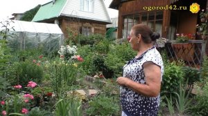 Клопогоны, посконник, неопалимая купина. Диковинки в саду Галины Кошелевой