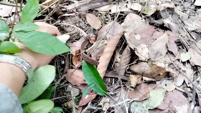 โพดโพเห็ดหลายคักครับ มาๆครับผมบ่าวกบพาม่วนชวนเก็บเห็ด смотреть онлайн