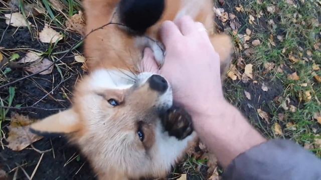 Алиса - лиса. Утро осени