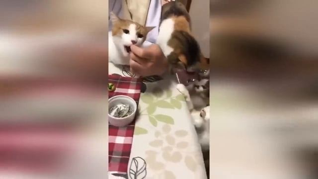 ?Коты 2022 смешные котики. ?Новые приколы с котами до слез. Я СМЕЯЛСЯ ЧАС ?Funny cats 2022-2021 смотреть онлайн