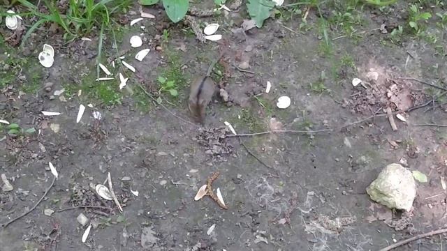 Мышь лесная. смотреть онлайн