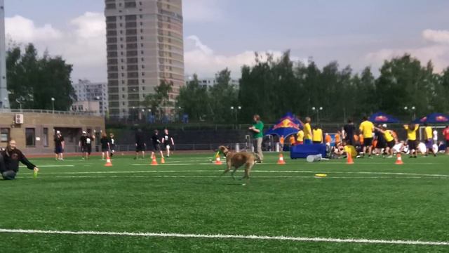 Толчинская Вика- уиппет Рой (дог-фризби МФЛД -2012) смотреть онлайн