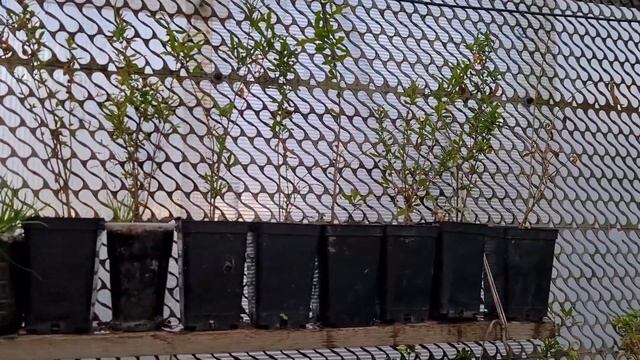 Обзор огорода в Краснодаре. Инжир на улице, саженцы в теплице. смотреть онлайн