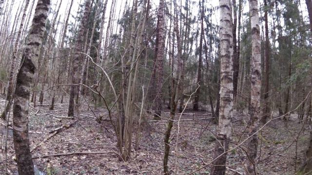 Нагонка 31.03.14г. беляк на лёжке смотреть онлайн