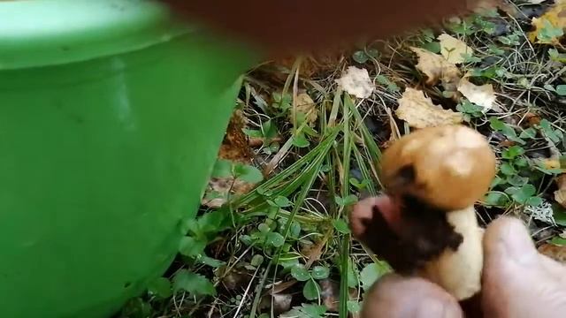 тихая охота на бычков. смотреть онлайн