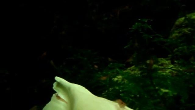 Креветки Вишня - Аквариумные чистильщики смотреть онлайн