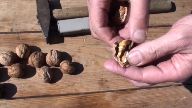 Как колоть грецкие орехи. Два способа. Смешная озвучка / How to crack nuts смотреть онлайн
