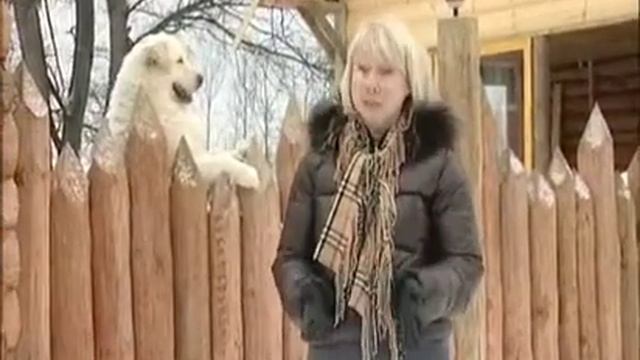 Орсо Бьянко Мареммо - абруцкая овчарка смотреть онлайн