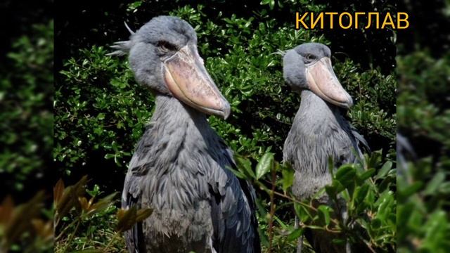 10 САМЫХ НЕОБЫЧНЫХ ПТИЦ НАШЕЙ ПЛАНЕТЫ... смотреть онлайн