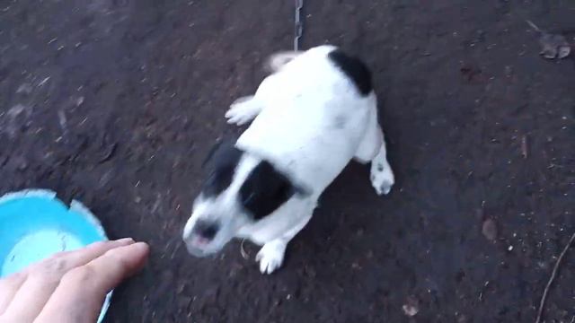 Знатная зверюга смотреть онлайн